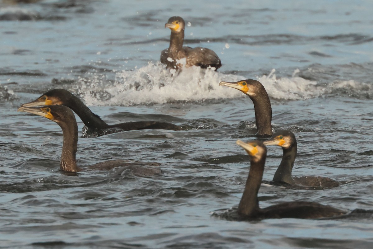 Great Cormorant - ML646901564
