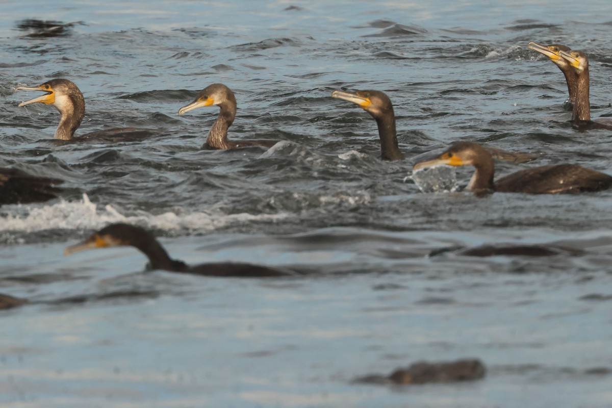 Great Cormorant - ML646901565