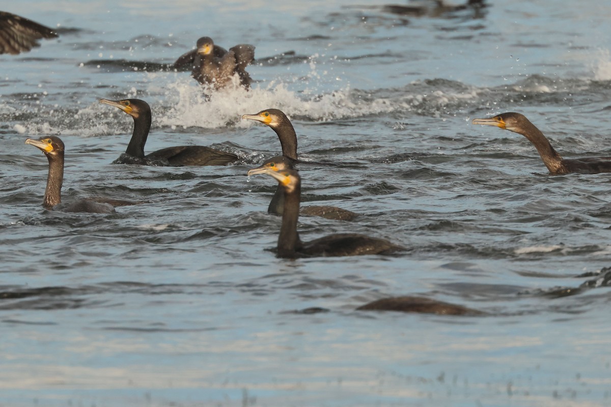 Great Cormorant - ML646901566