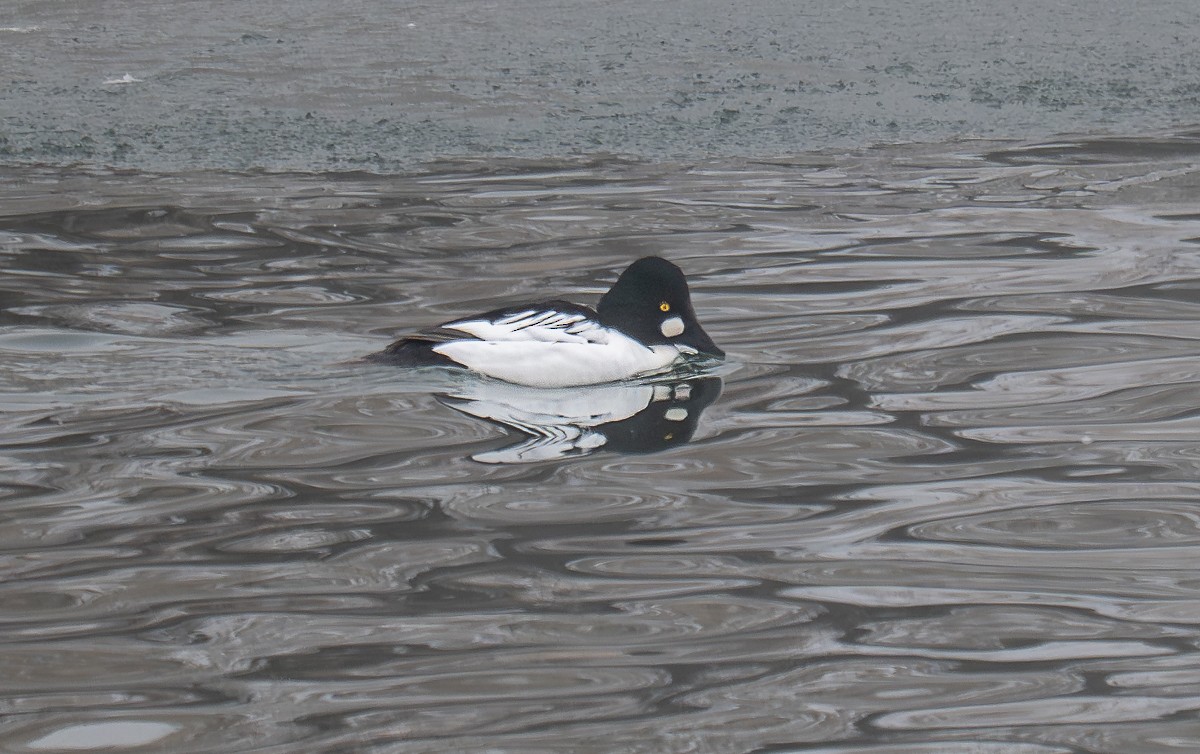 hohol severní - ML646901572