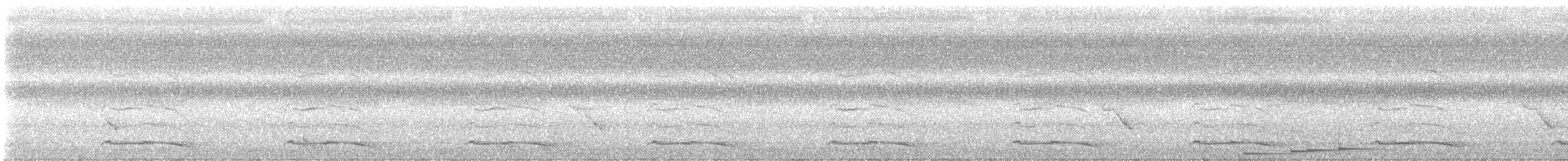 barbet velký - ML646901576