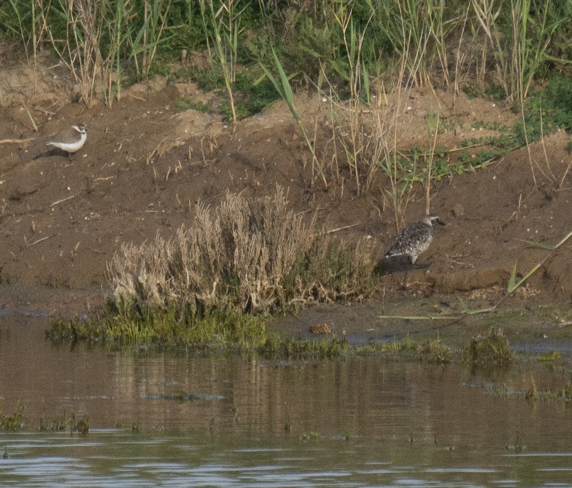 Txirri grisa - ML646901577