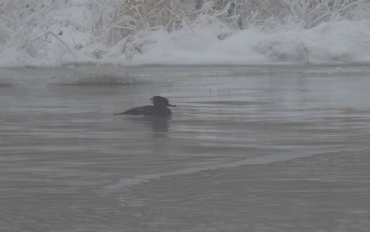 Hooded Merganser - ML646901578