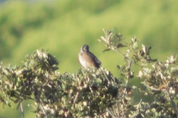 Eurasian Wryneck - ML646901579