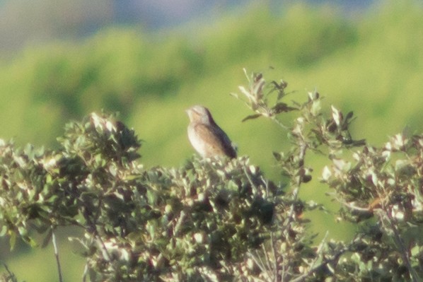 Eurasian Wryneck - ML646901580