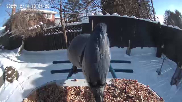 Blue Jay - ML646901581