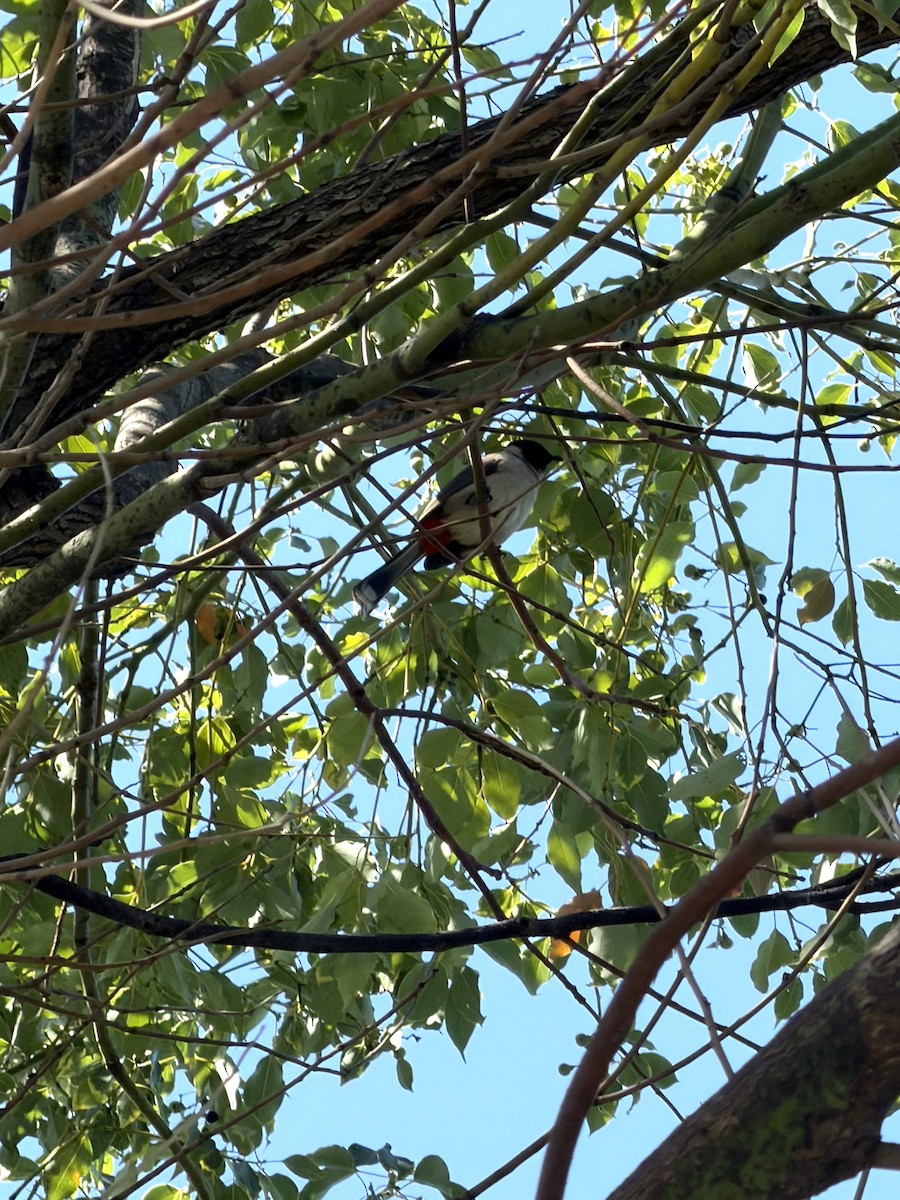 Bulbul urre-ipurdia - ML646901584