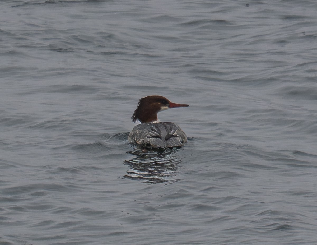 Common Merganser - ML646901586