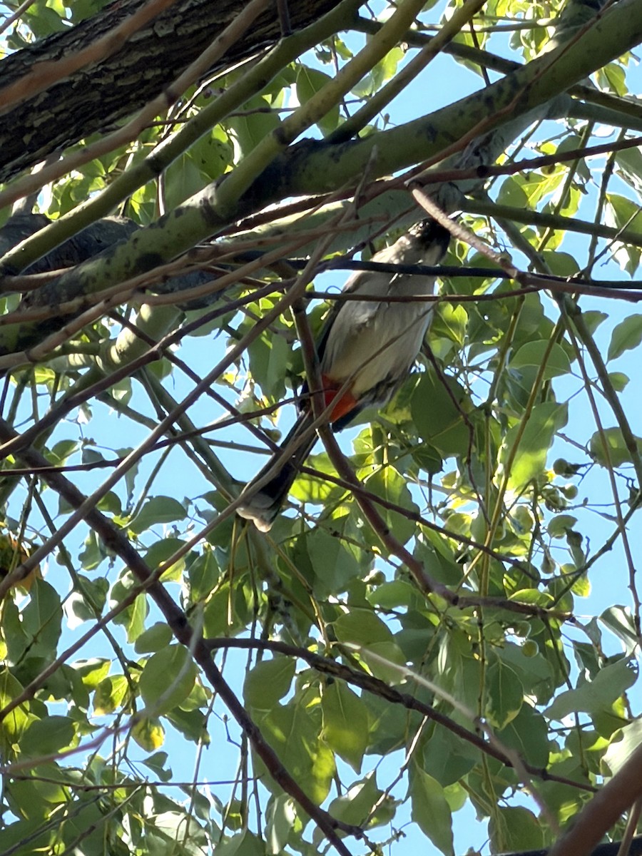 Bulbul urre-ipurdia - ML646901590