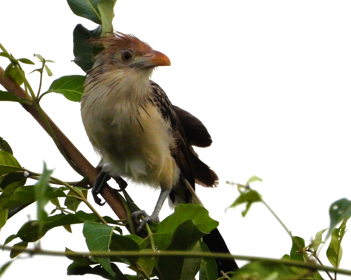 Guira Cuckoo - ML646901596