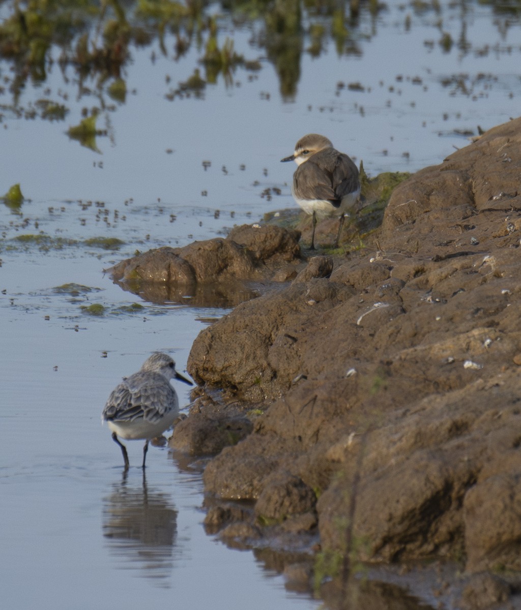 Txirritxo hankabeltza - ML646901600