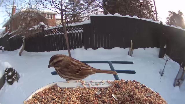 Song Sparrow - ML646901602