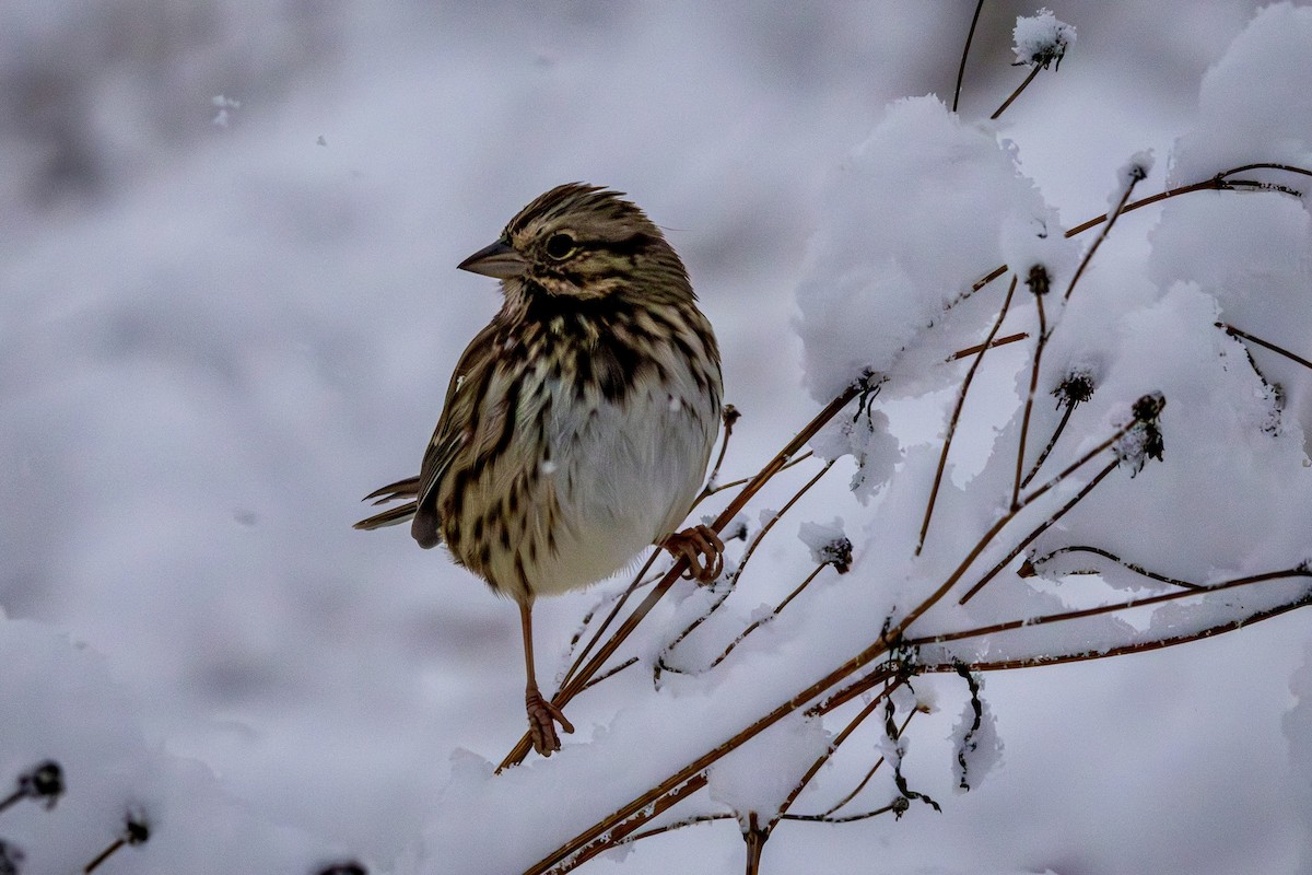 Song Sparrow - ML646901606