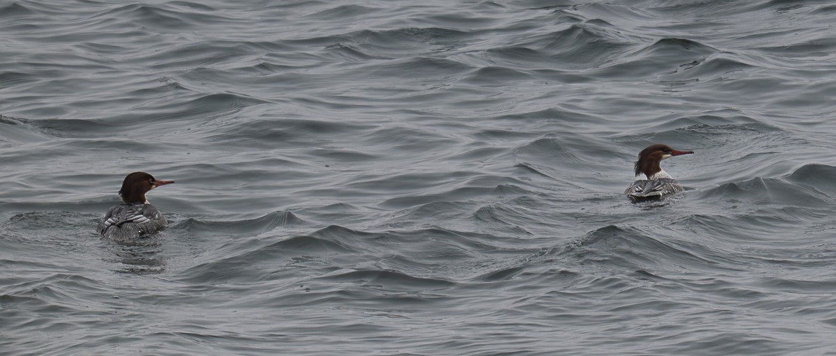 Common Merganser - ML646901611