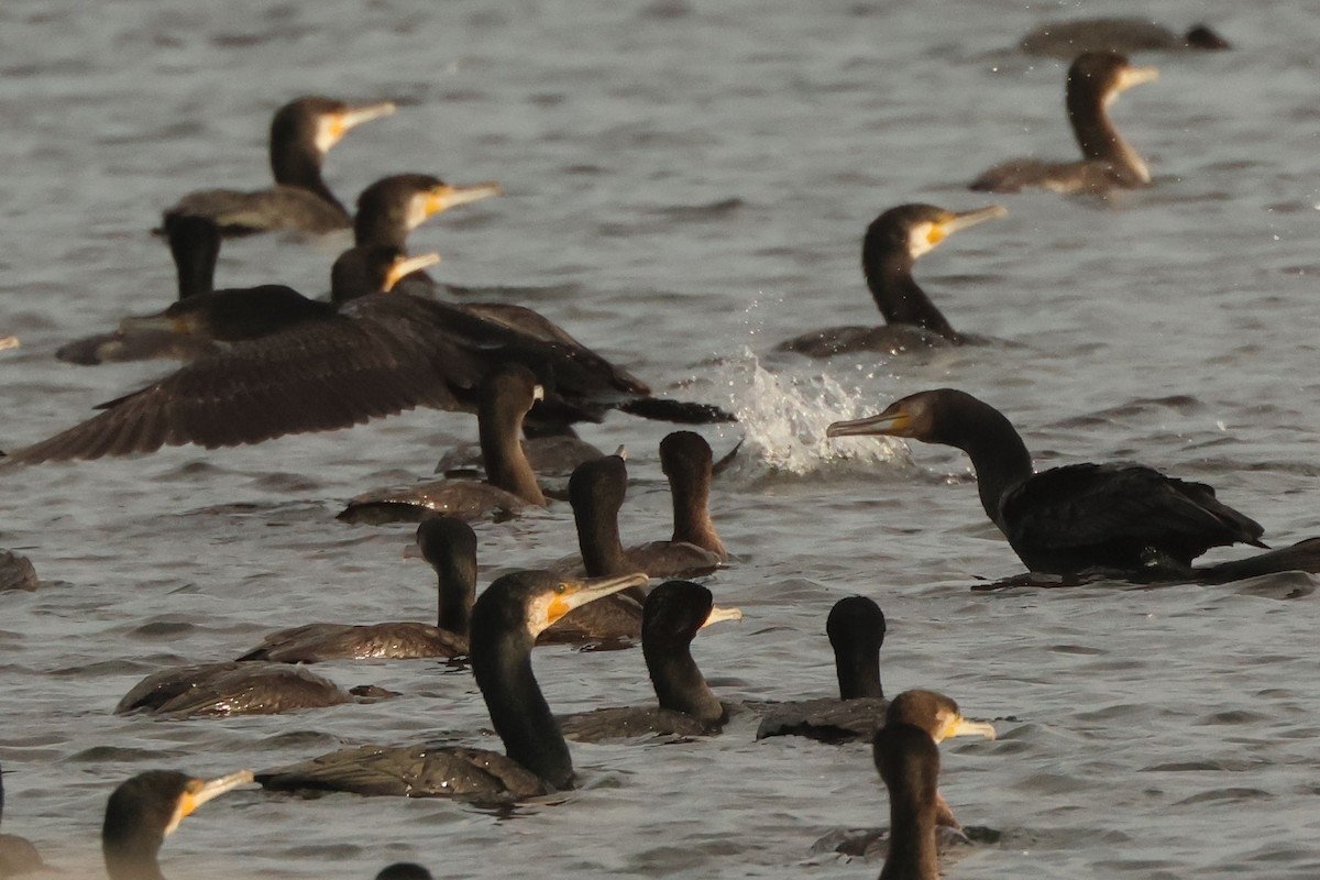 Great Cormorant - ML646901614