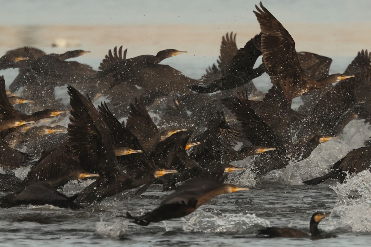 Great Cormorant - ML646901615