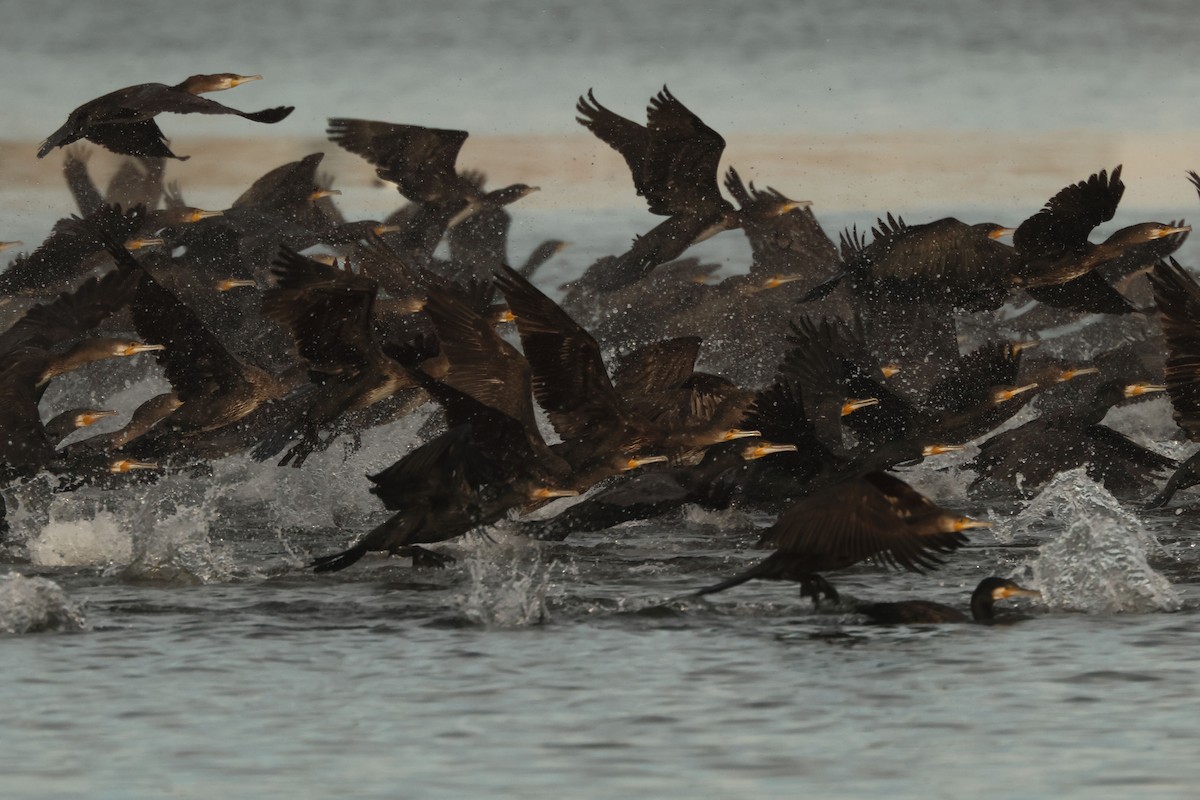 Great Cormorant - ML646901616