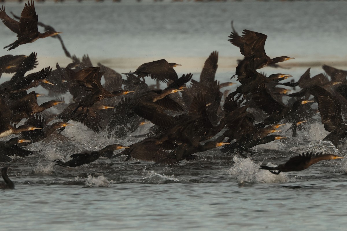 Great Cormorant - ML646901617