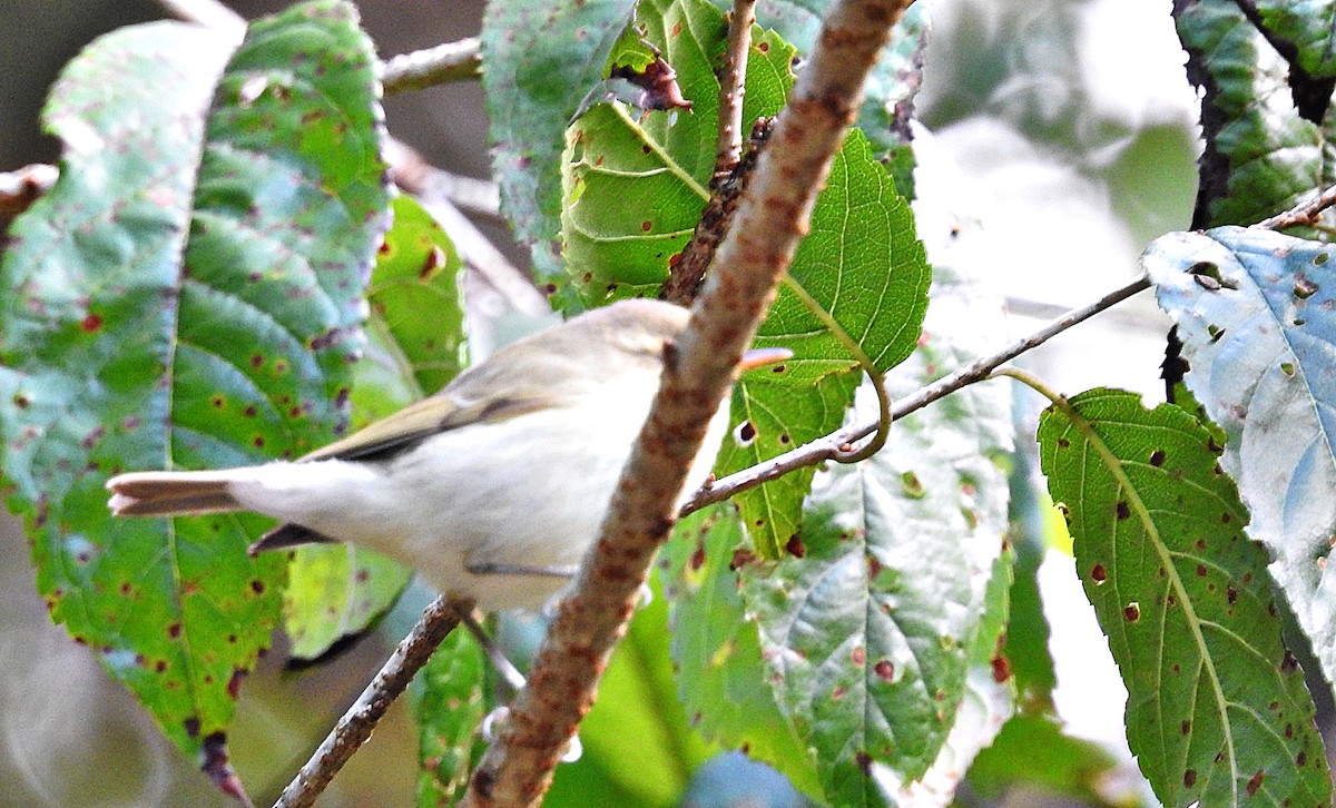 budníček zelený - ML646901619