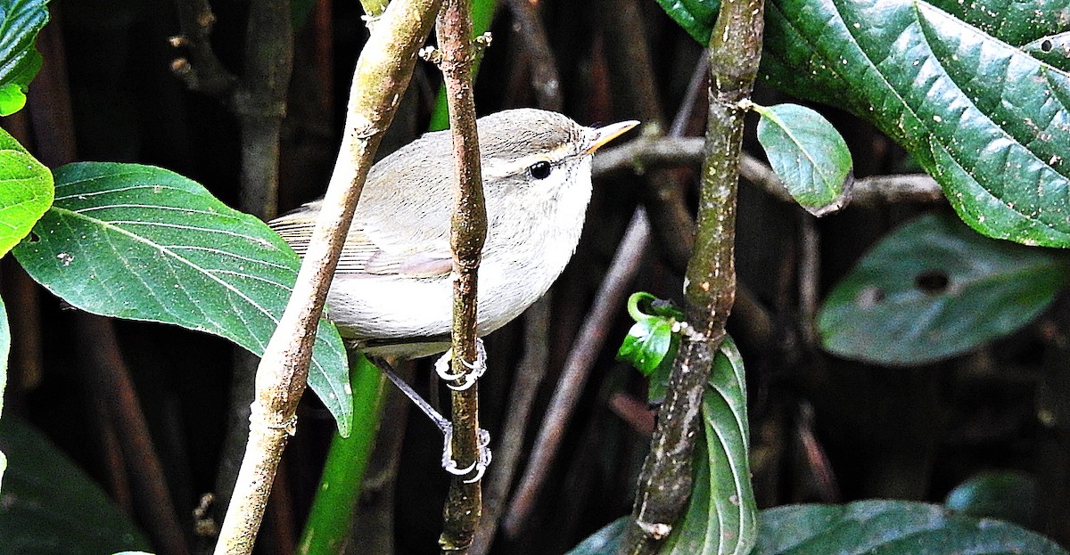 Large-billed Leaf Warbler - ML646901620