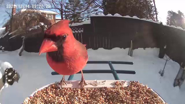 Kardinal arrunta - ML646901625