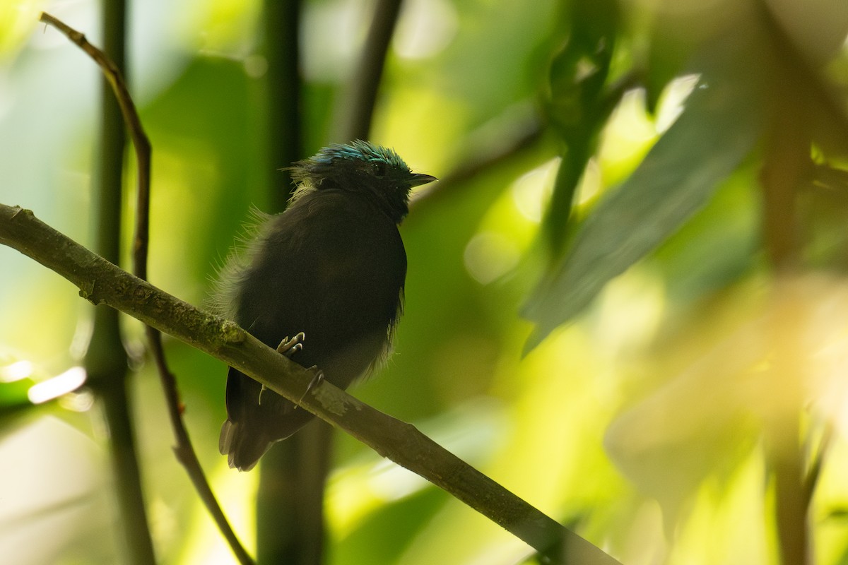 Blue-capped Manakin - ML646901627