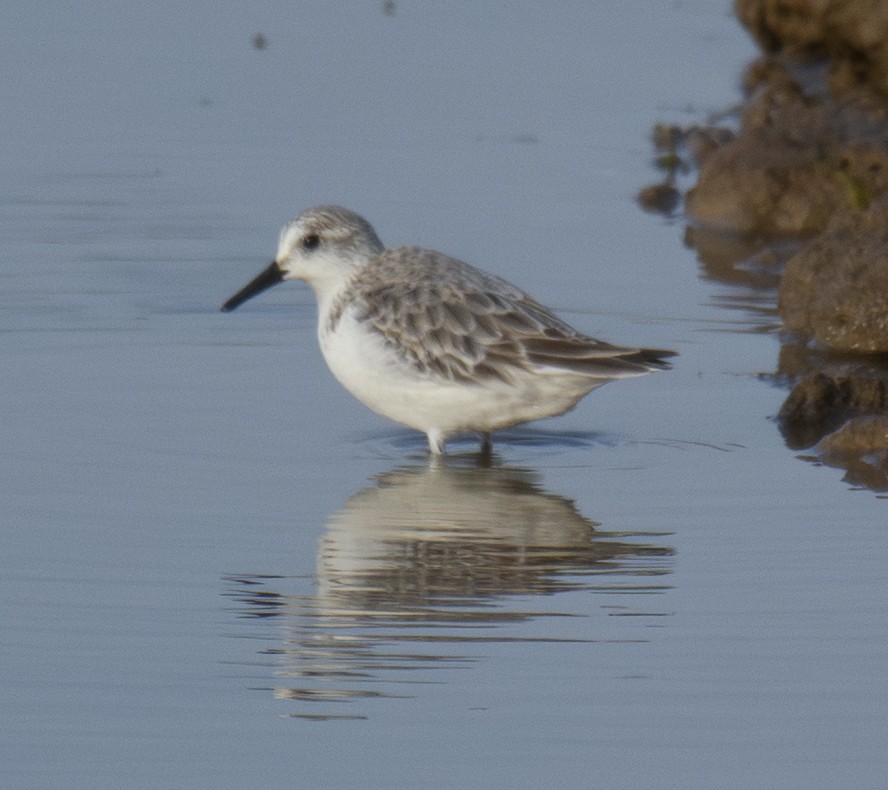 Txirri zuria - ML646901628