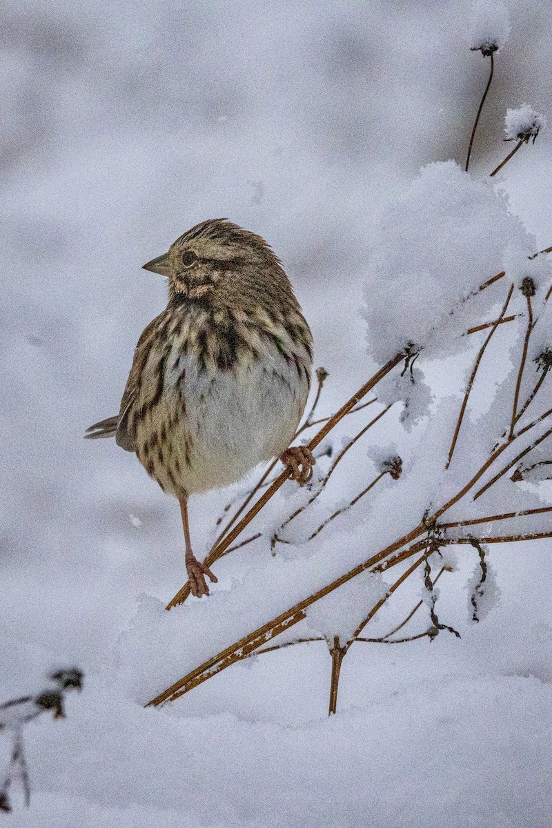 Song Sparrow - ML646901634