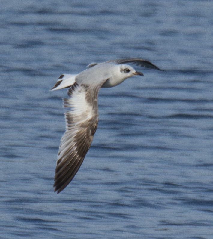 Antxeta burubeltza - ML646901639