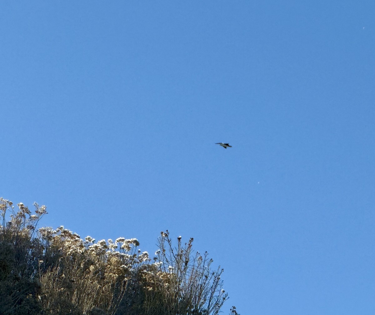 American White Pelican - ML646901642