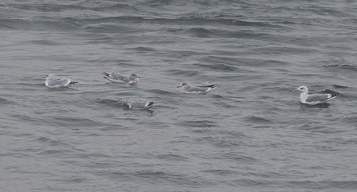 American Herring Gull - ML646901648