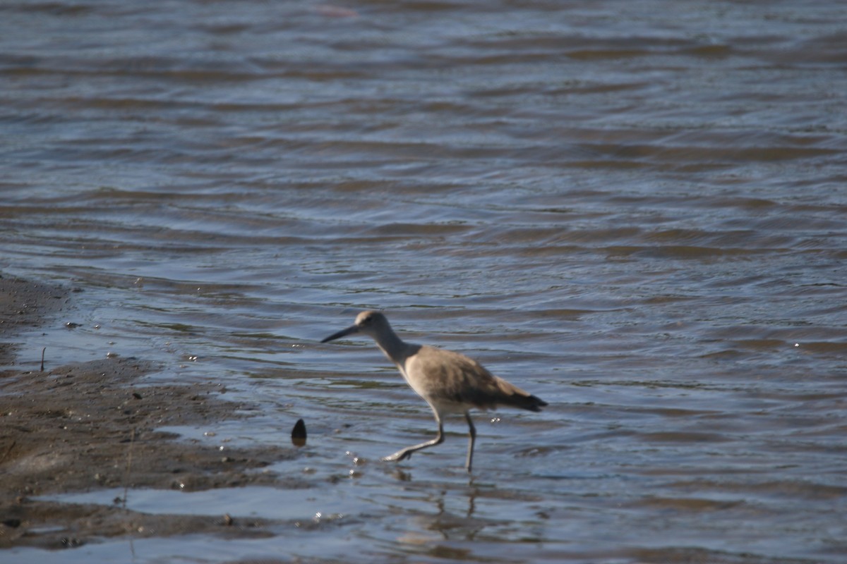 ハジロオオシギ - ML646901651