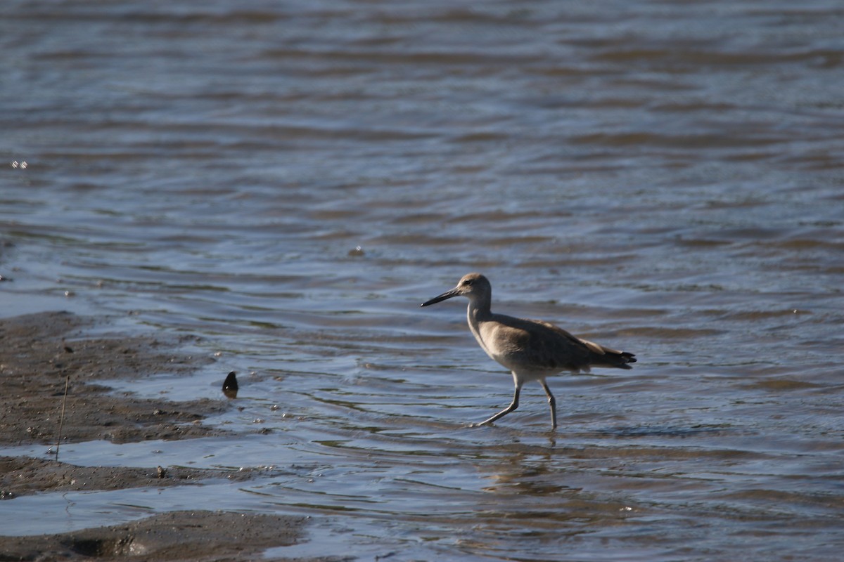 ハジロオオシギ - ML646901652