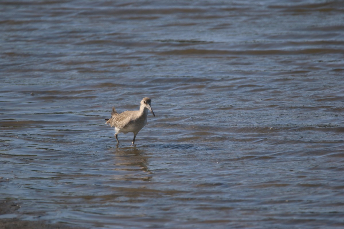 ハジロオオシギ - ML646901653