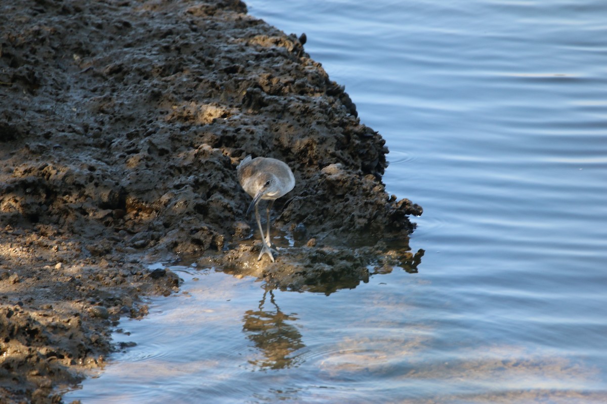 ハジロオオシギ - ML646901654