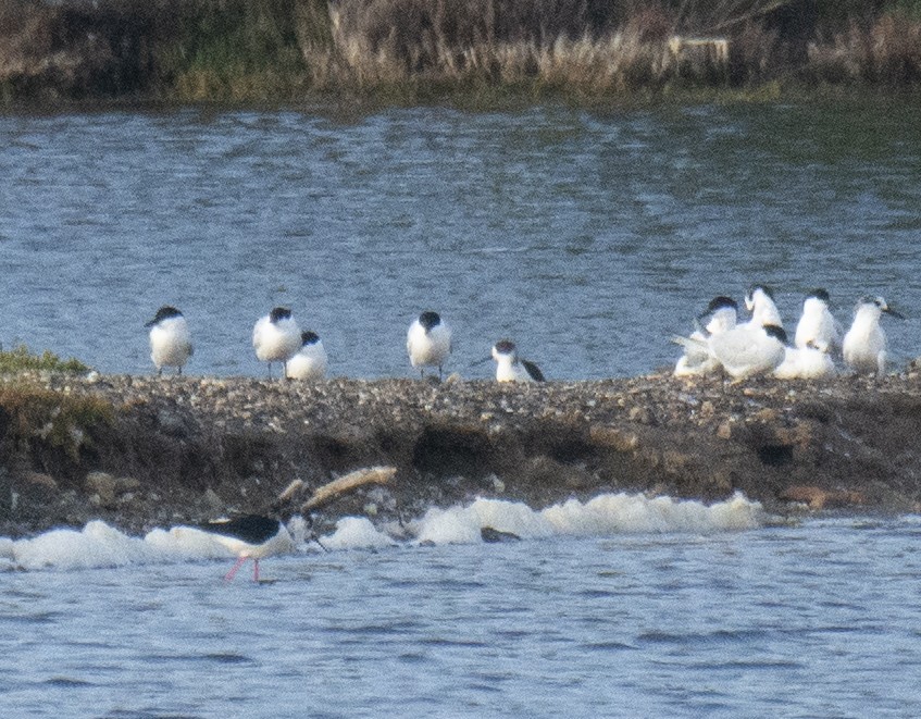 Txenada mokobeltza - ML646901655