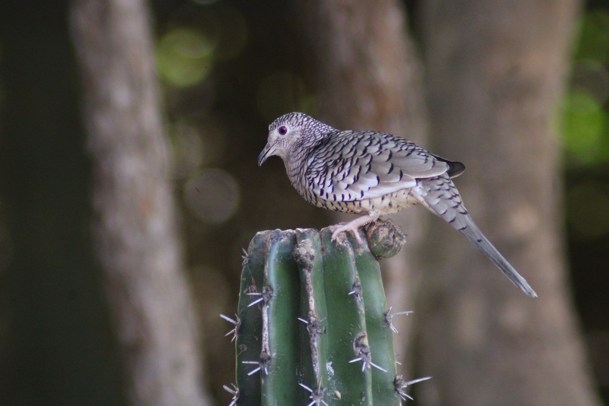 Scaled Dove - ML646901656