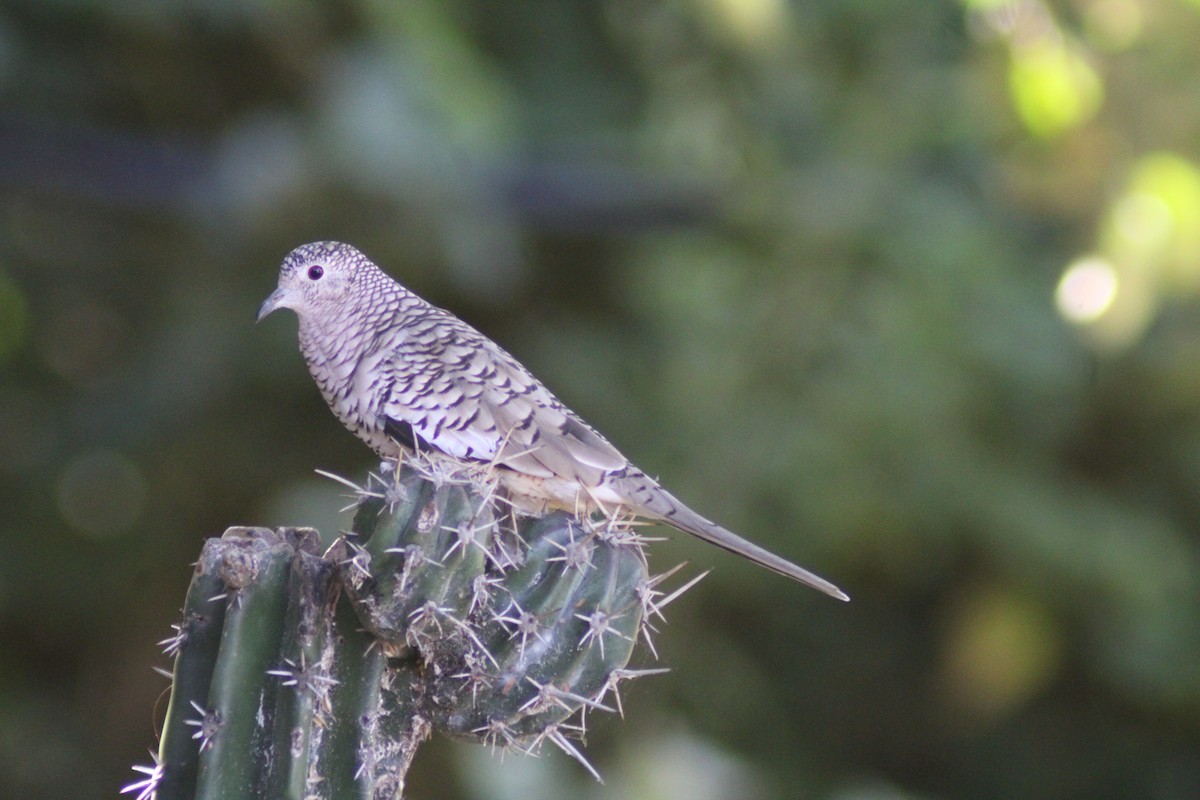 Scaled Dove - ML646901657