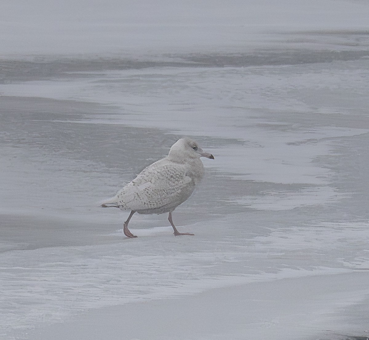 Glaucous Gull - ML646901658