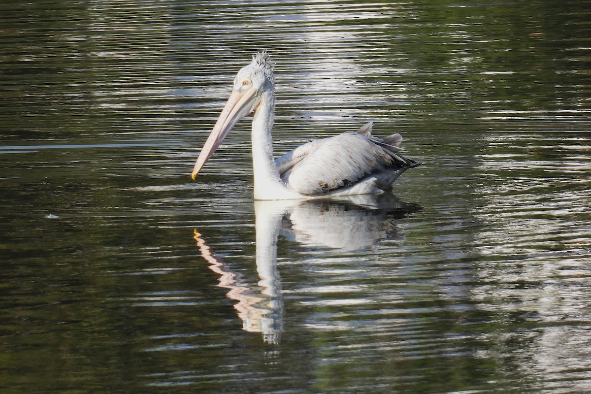 Spot-billed Pelican - ML646901660