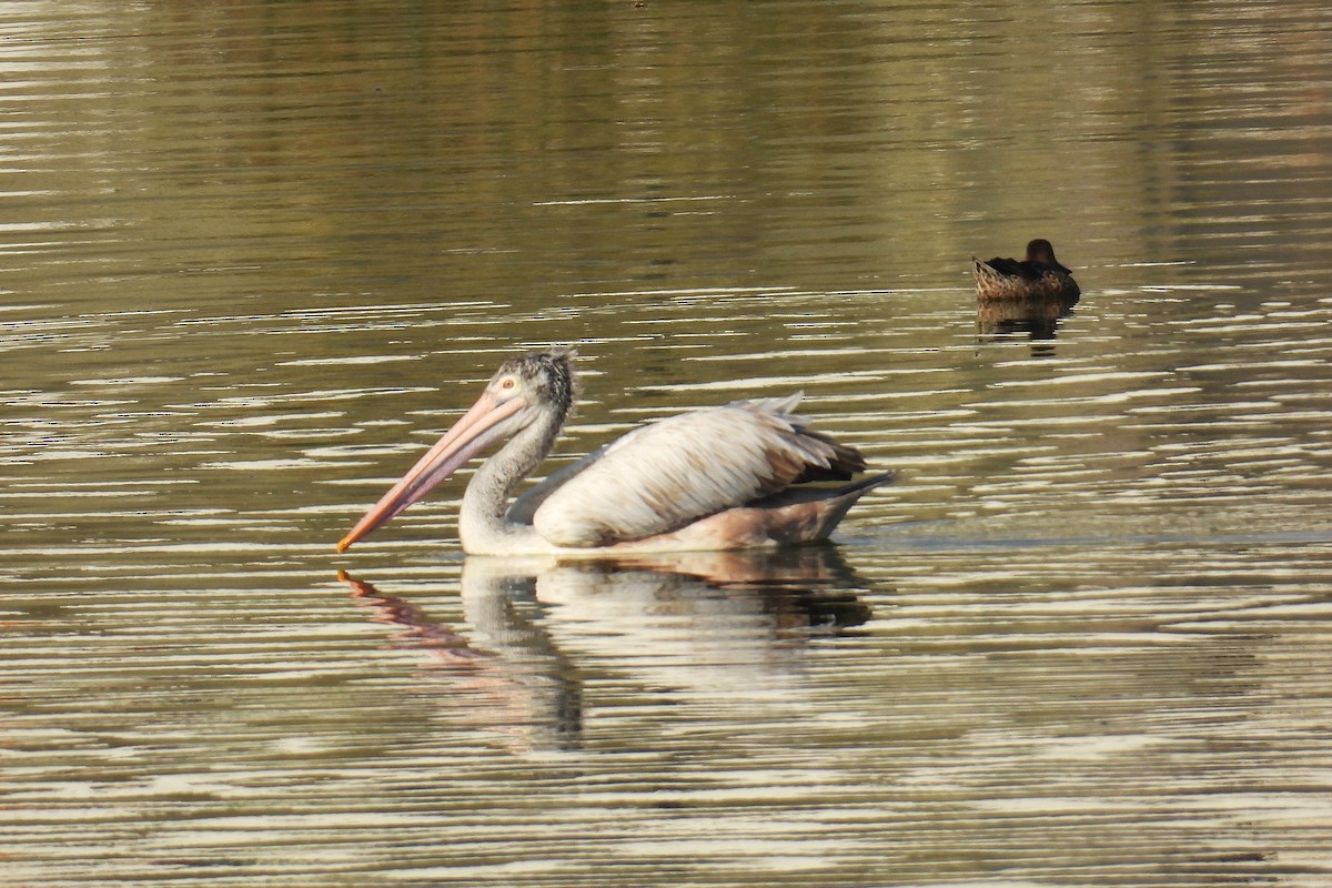 Spot-billed Pelican - ML646901661
