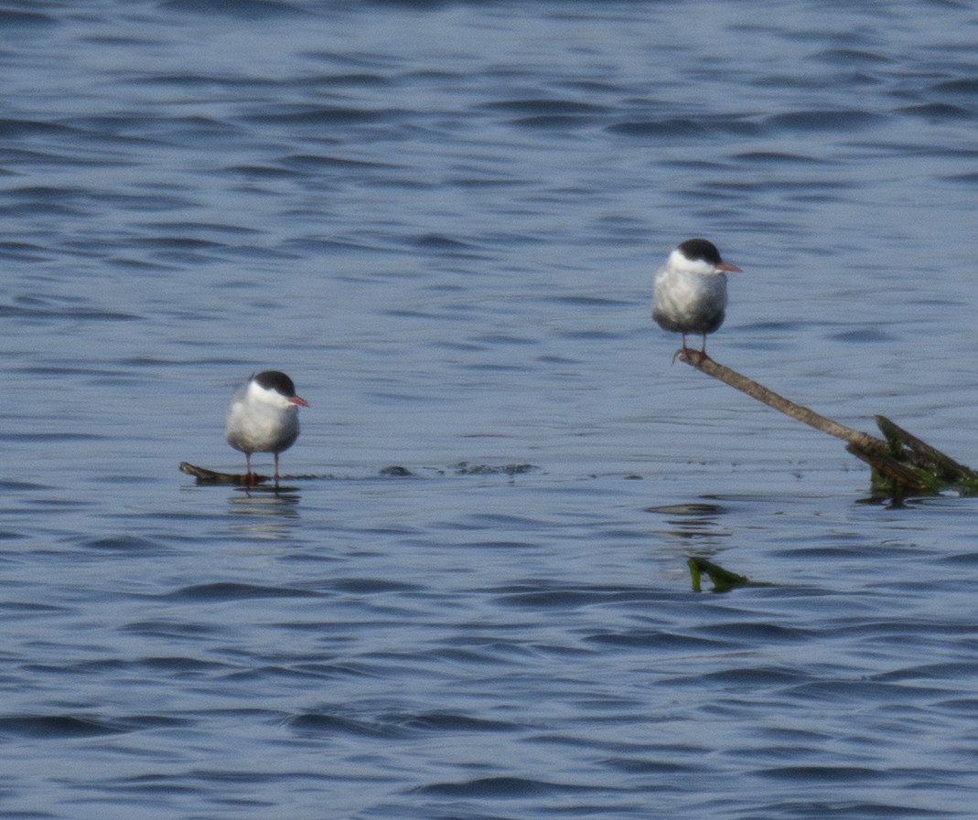 Itsas enara musuzuria - ML646901662