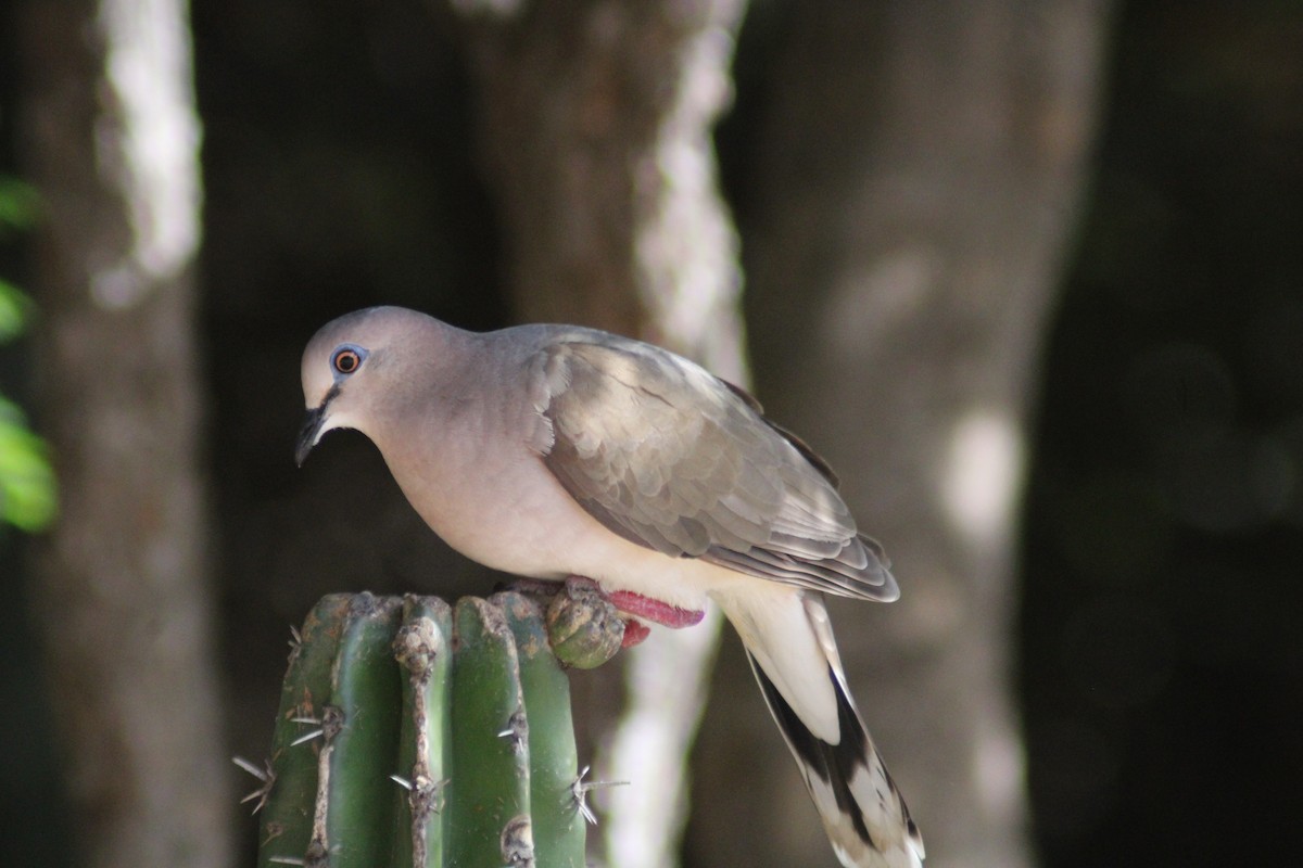 White-tipped Dove - ML646901672