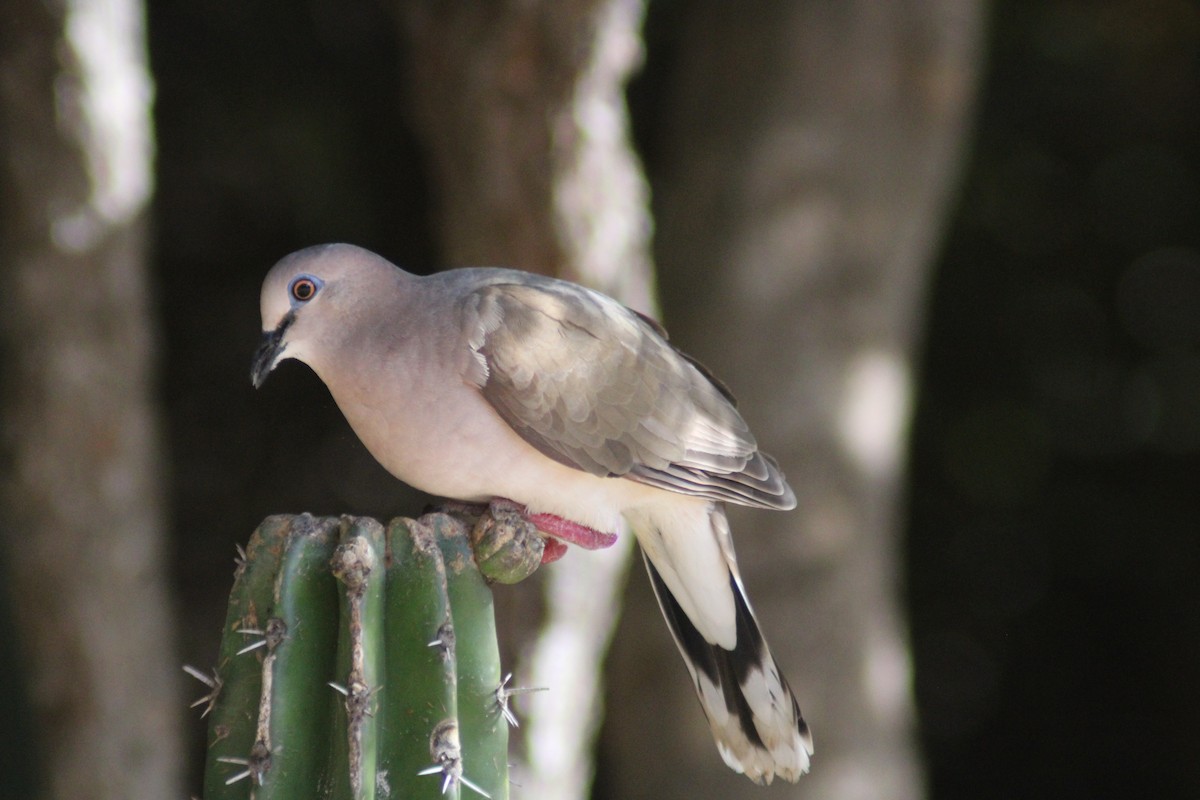 White-tipped Dove - ML646901673