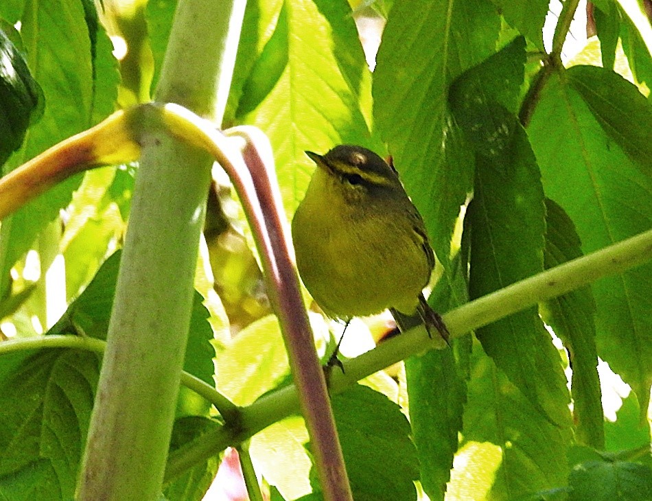 Tickell Çıvgını - ML646901675