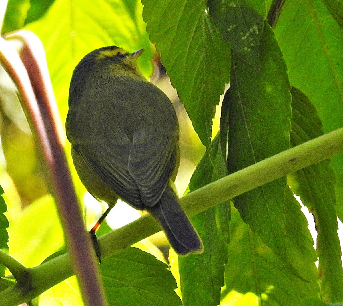 Tickell Çıvgını - ML646901676