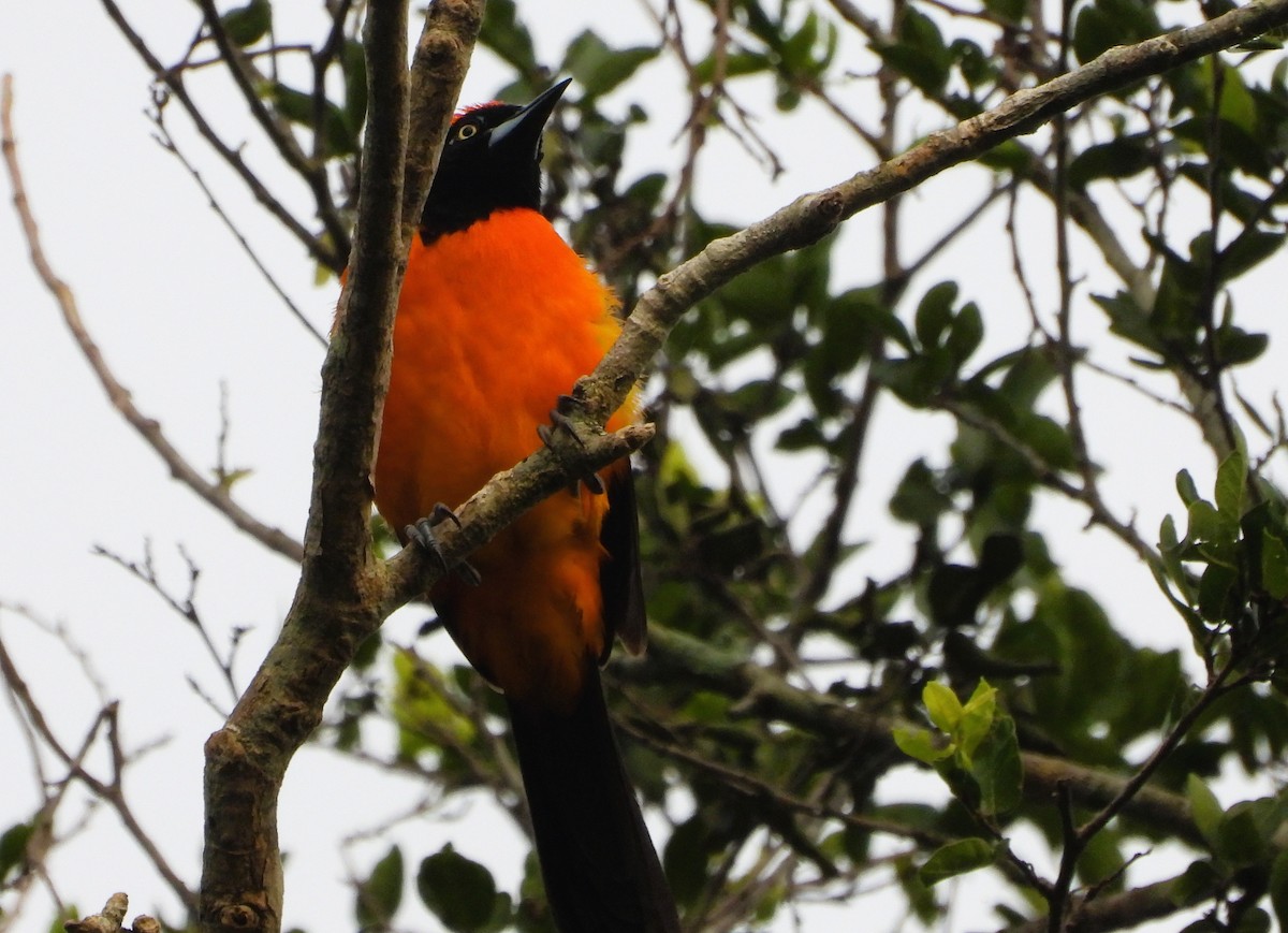Orange-backed Troupial - ML646901677