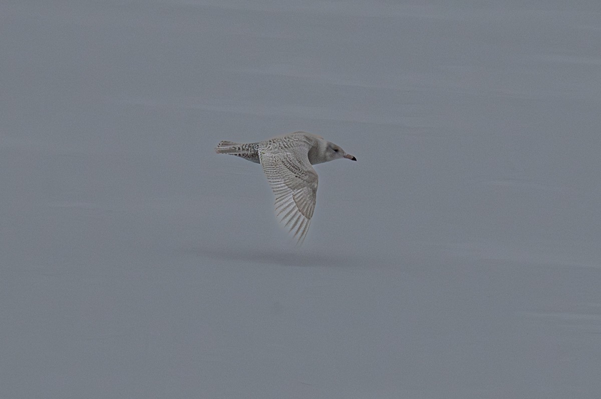 Glaucous Gull - ML646901678
