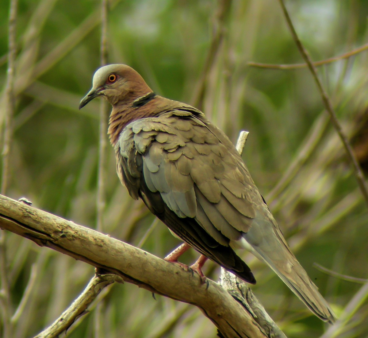 Sunda Collared-Dove - ML646901680