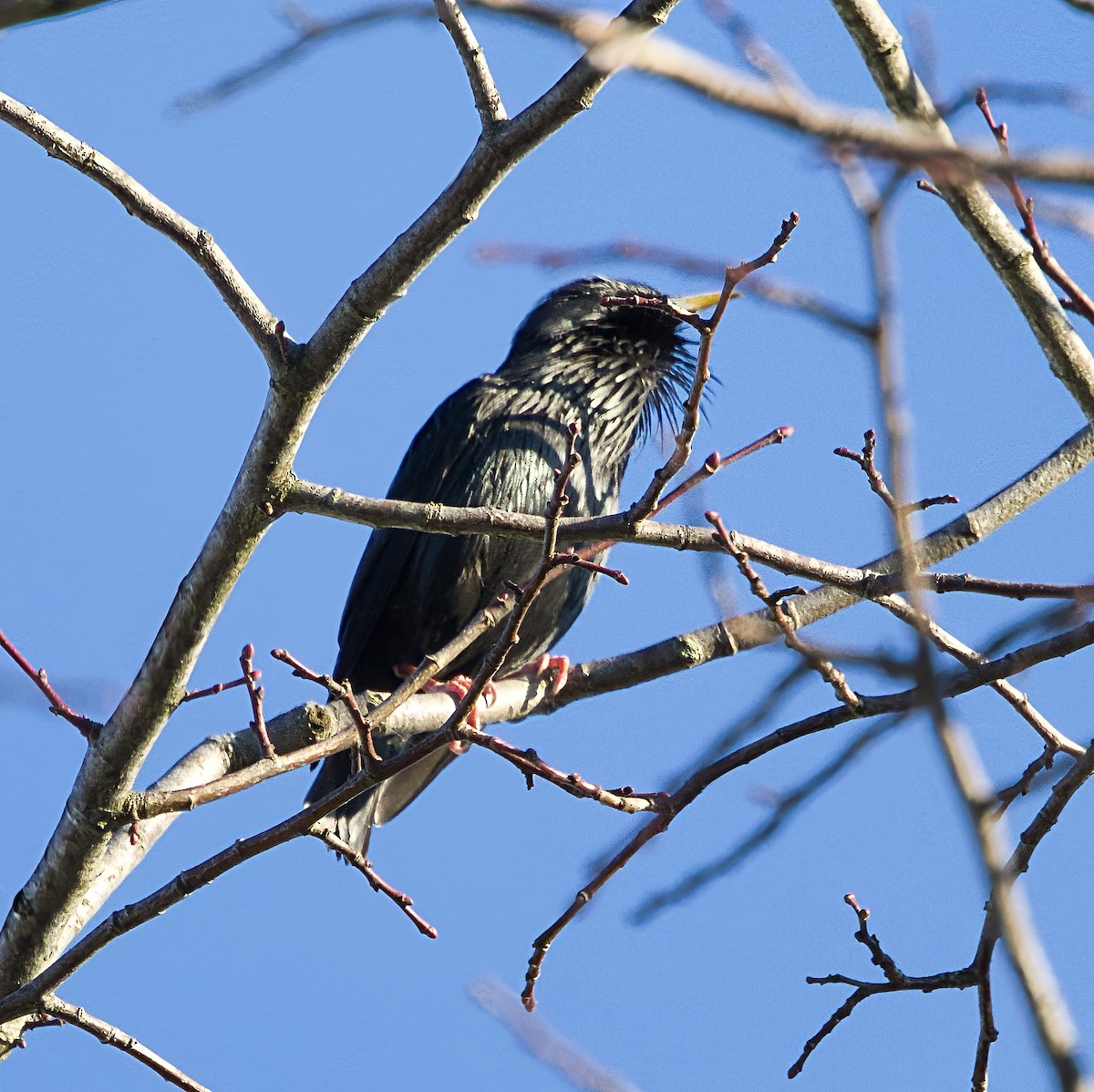 Spotless Starling - ML646901688